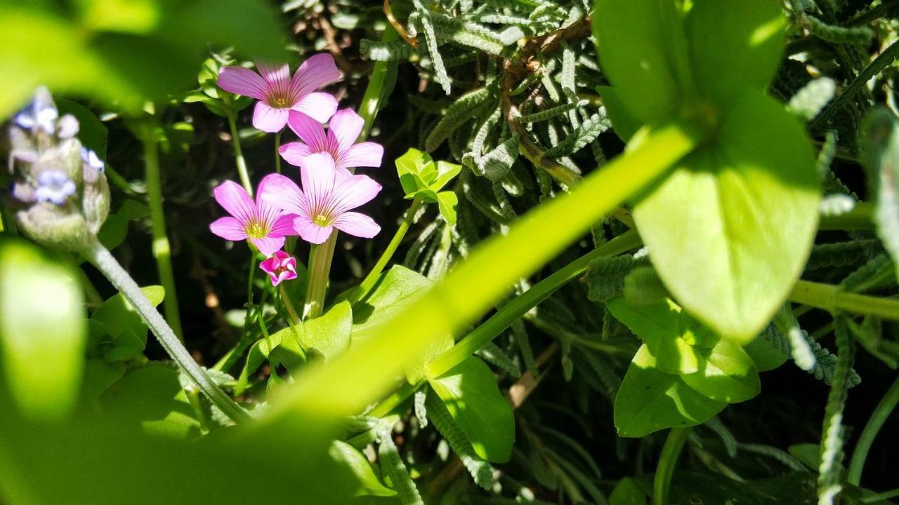 Rochas Shared Apart Garden Refuge ฟุงชาล ภายนอก รูปภาพ